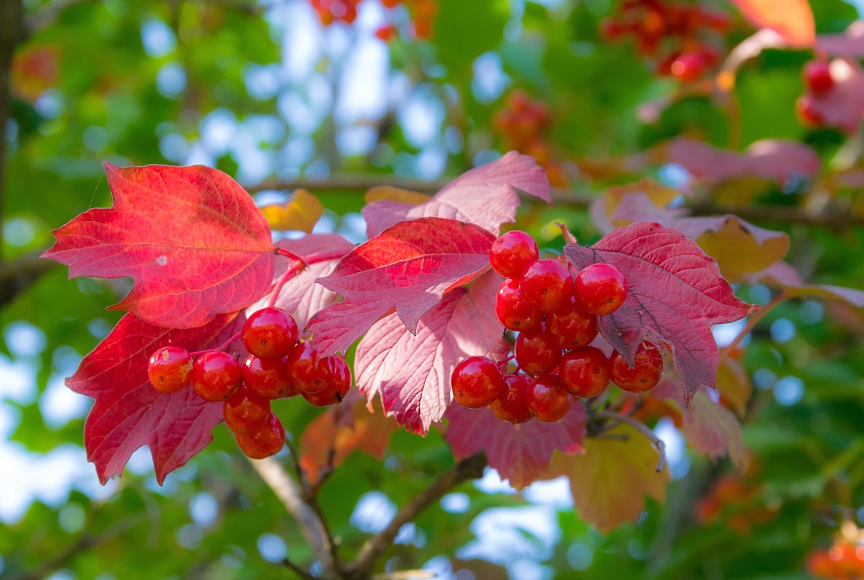 Клен Калина растение