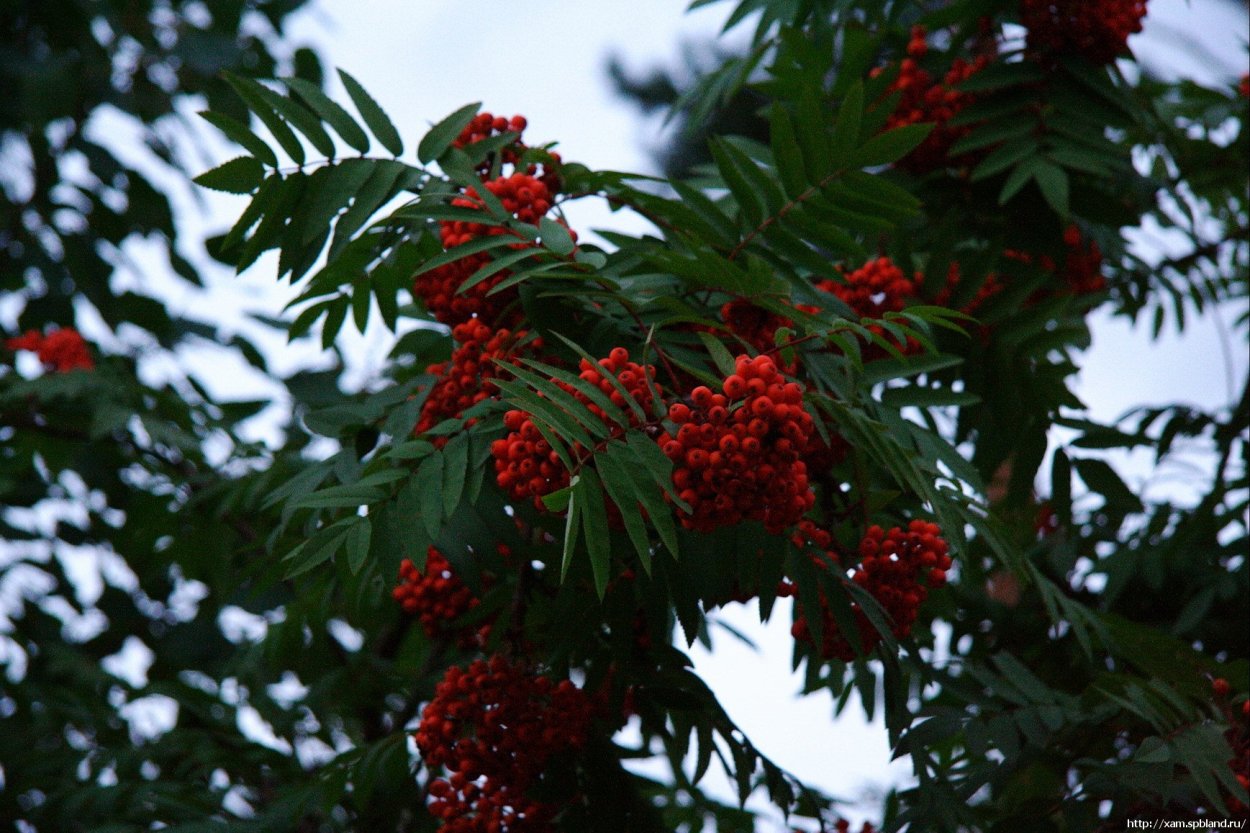 Рябина обыкновенная "Маравская"