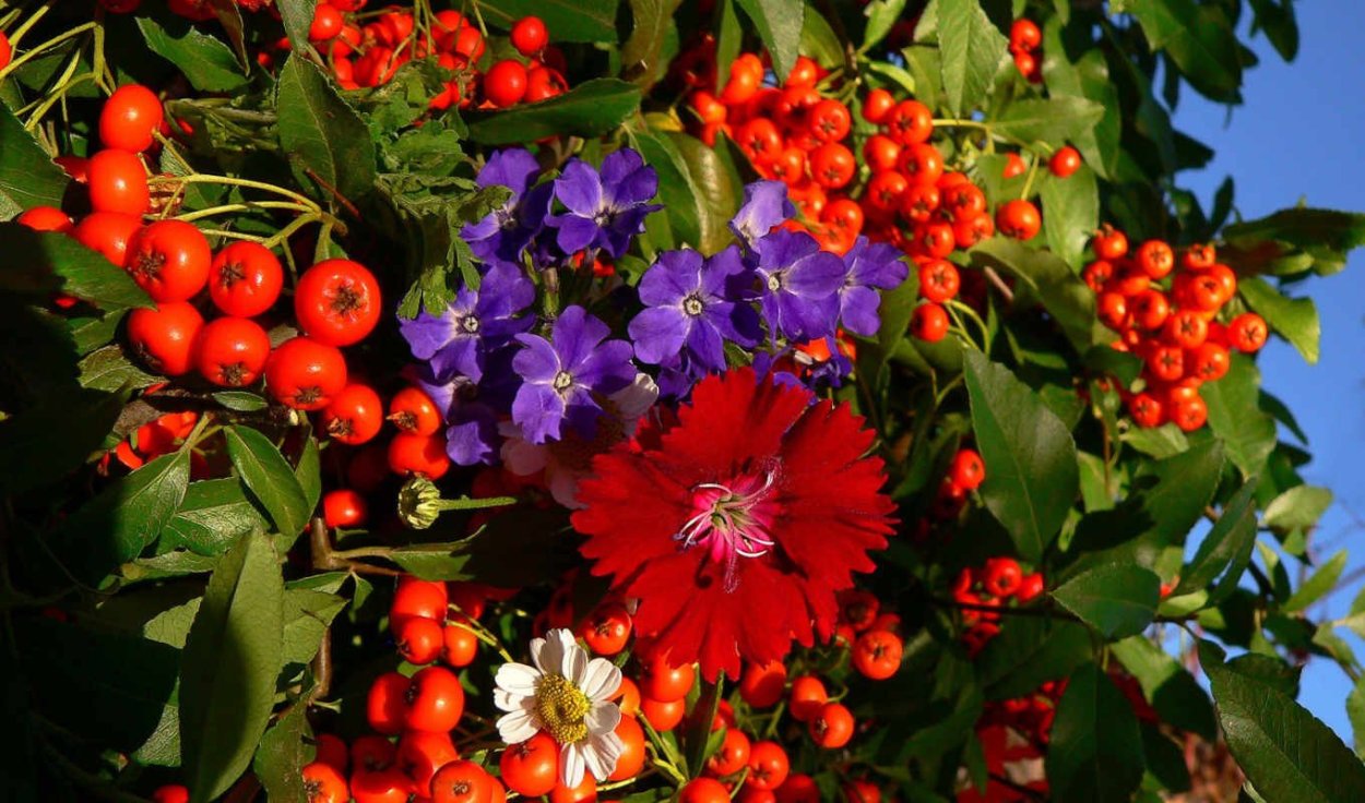 Осень цветы