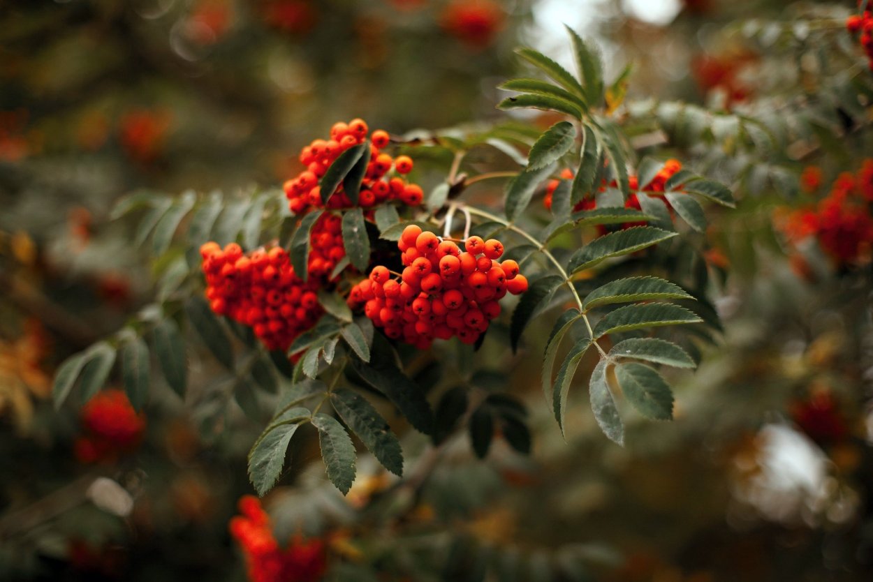 Рябина обыкновенная Golden Wonder