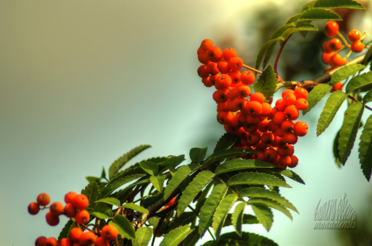 Рябина обыкновенная алая крупная