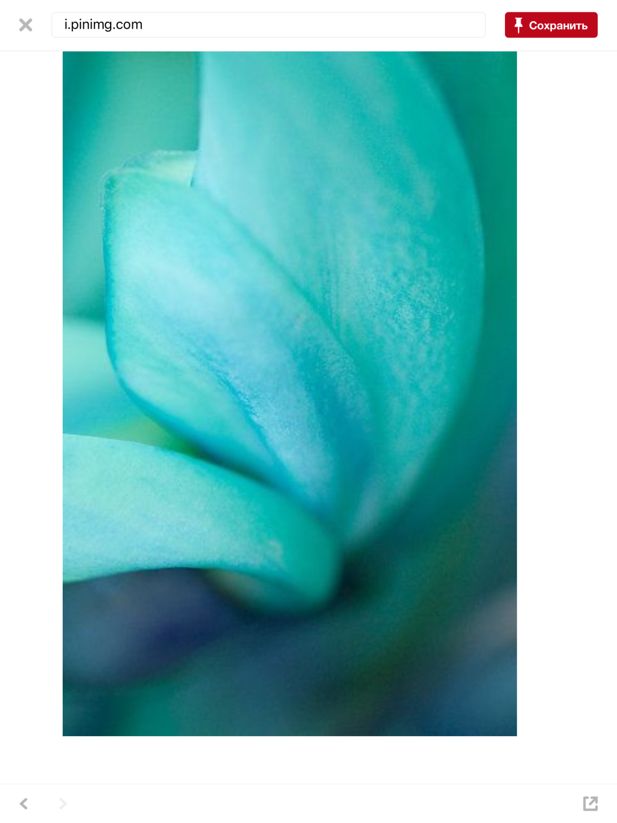 Бирюзовый цвет