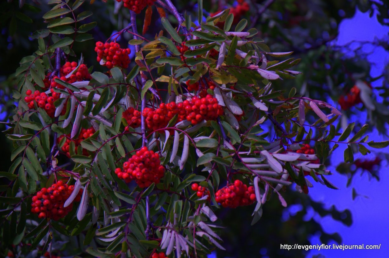 Рябина Мичуринская красавица