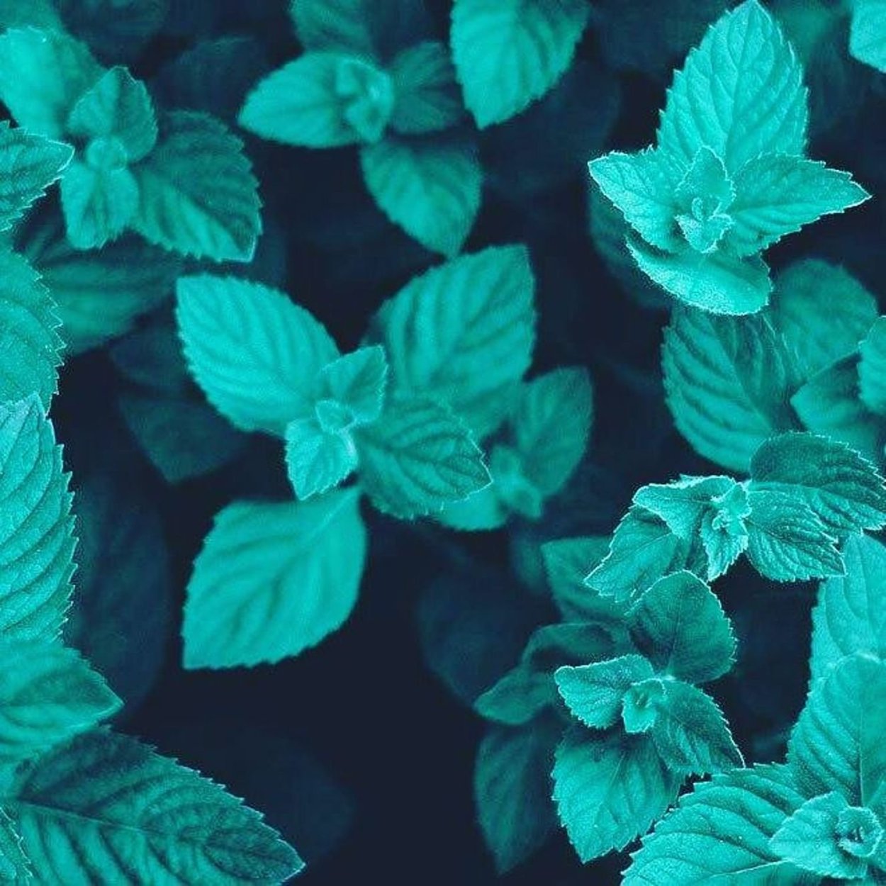 Мятные сладости