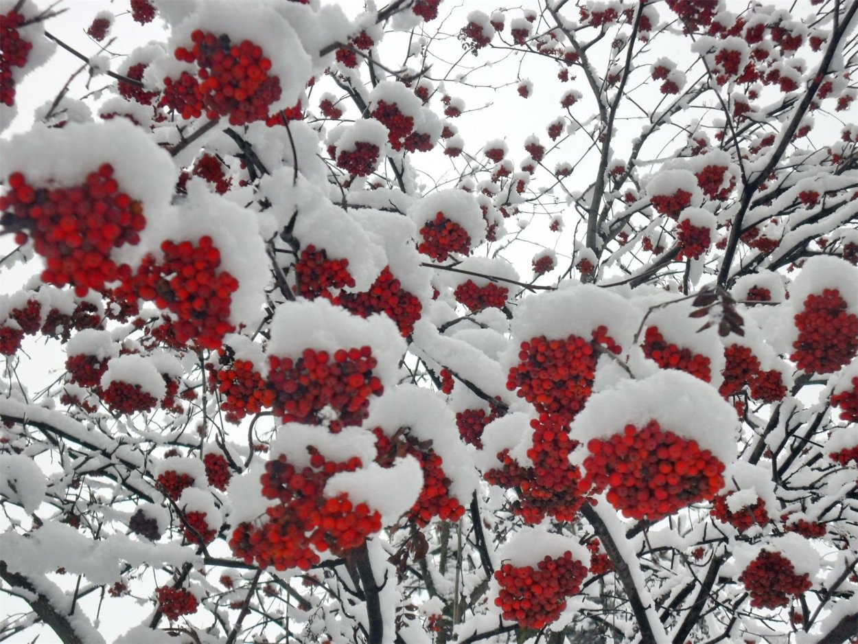 Дерево рябина зимой