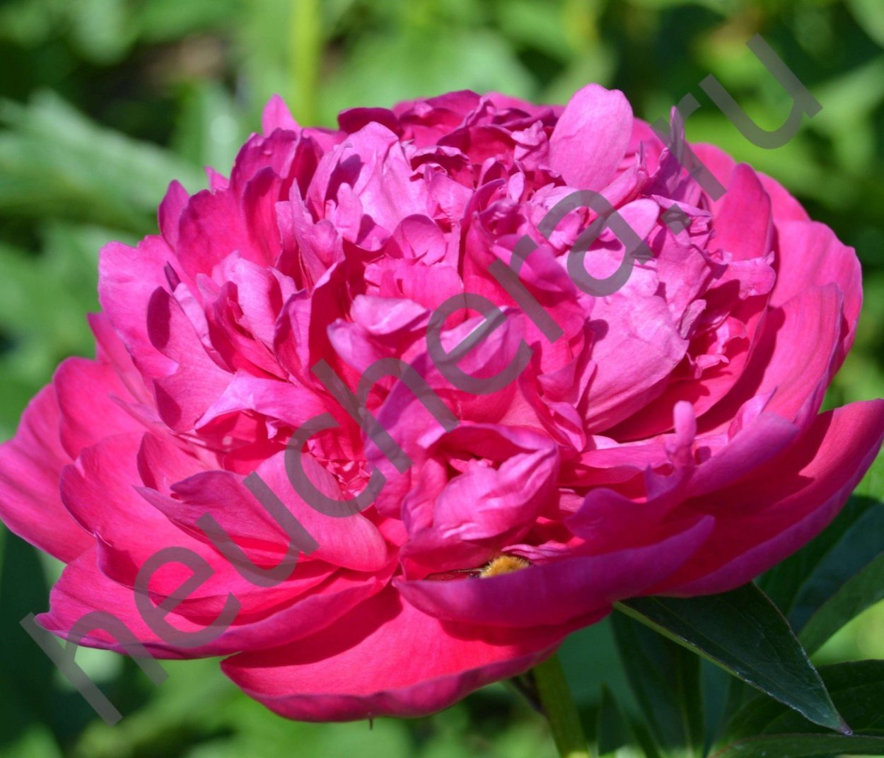 Пион Дуглас Бранд