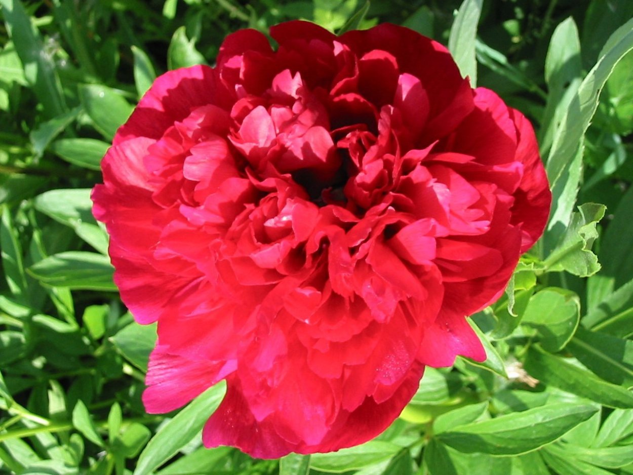 Пион молочноцветковый Пинк Дабл