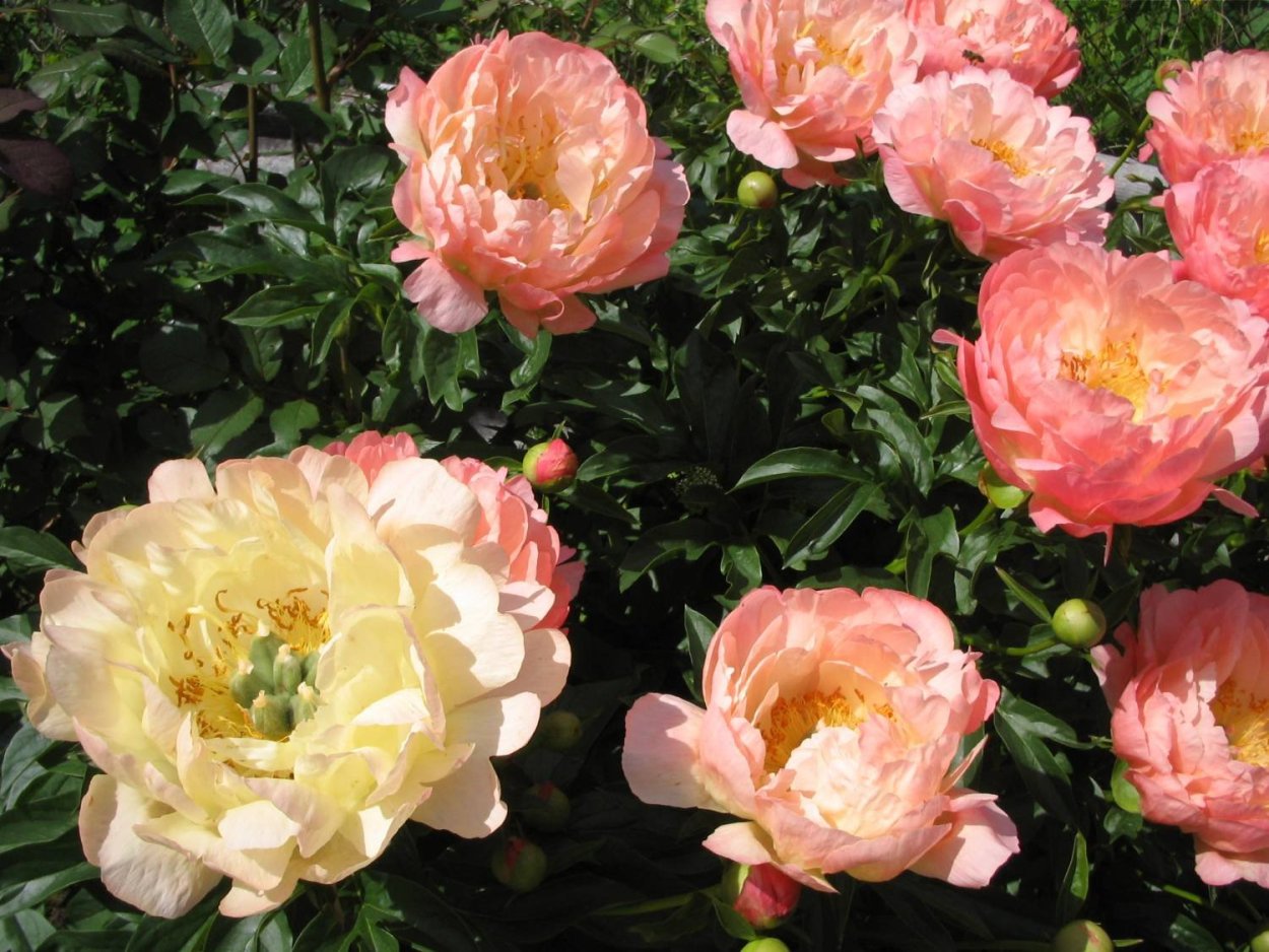 Пион Питер бренд