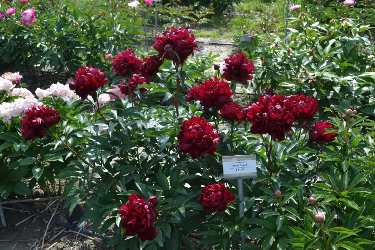 Holland Bulbs пион Питер Бранд