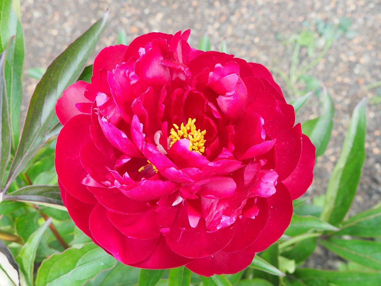 Пион Paeonia lactiflora "Black Beauty"