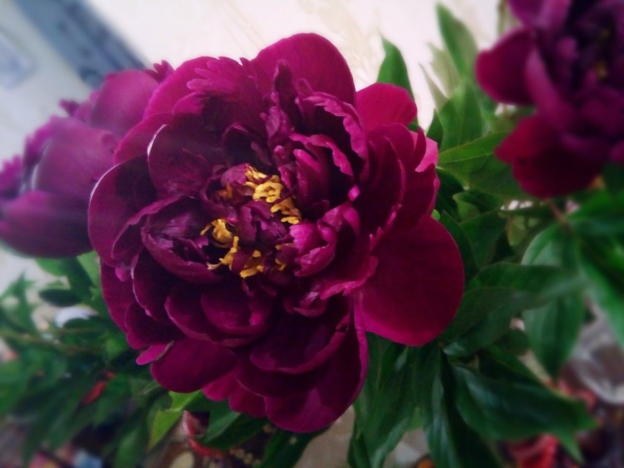 Пион Чаклунка