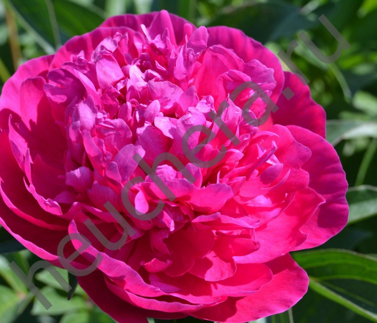 Пион Дуглас Бранд