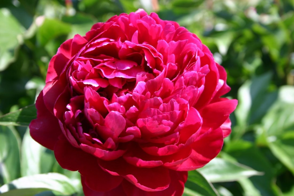 Пион Петер Бранд