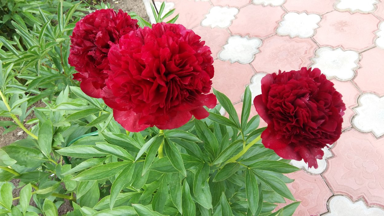 Пион Peter brand 1 шт.