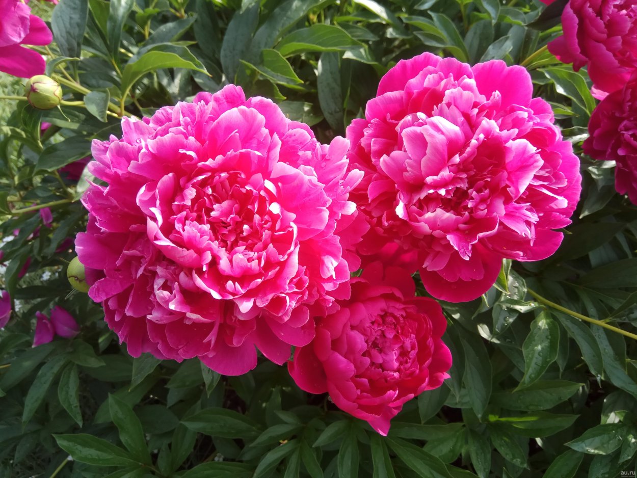 Пион Апплетон Хаус