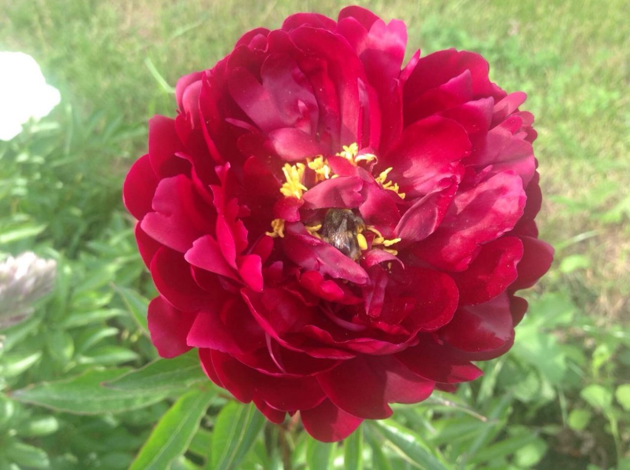 Пионы букет зимой