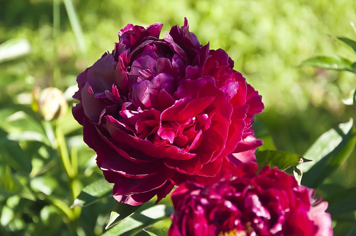 Пион Сплендид Корнелия