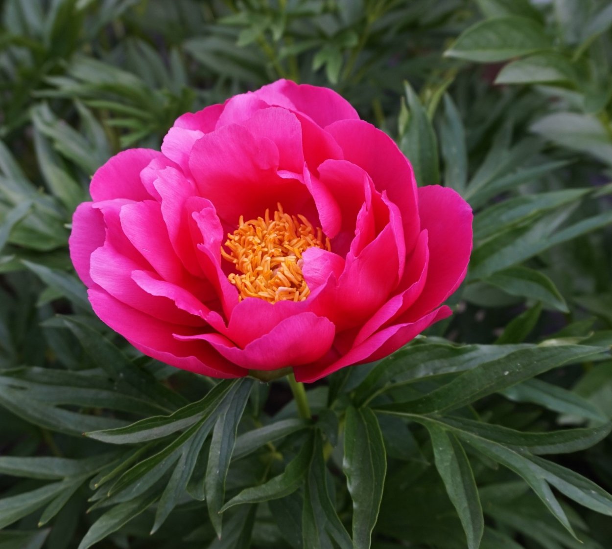 Пионы Бургундия