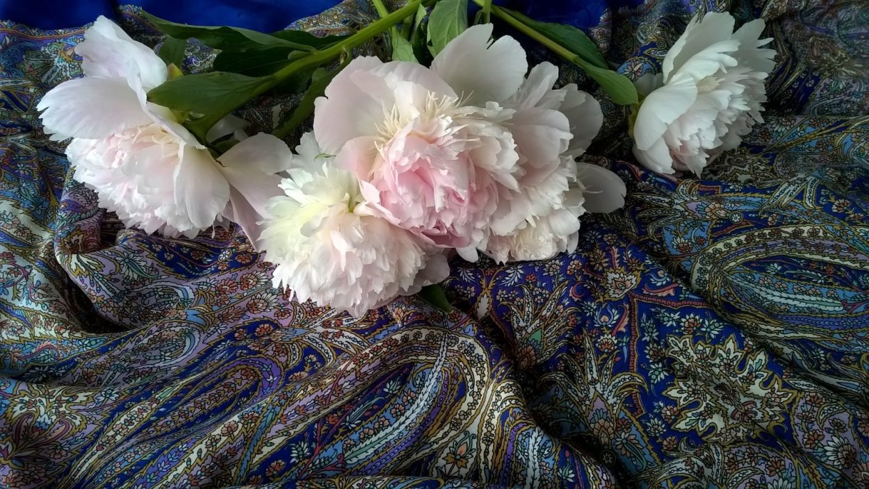 Пионы бордо