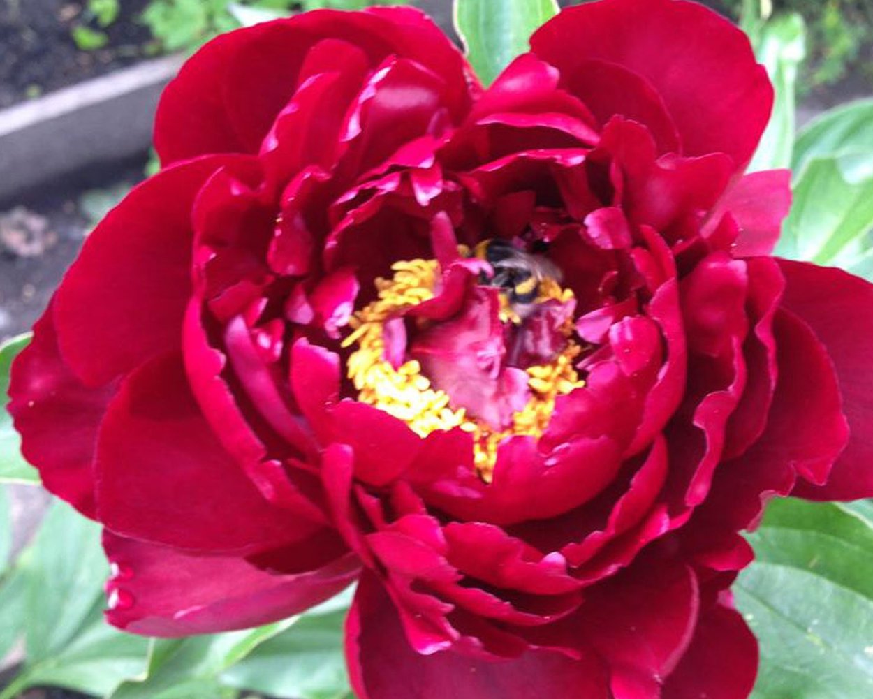 Пион Питер Бранд