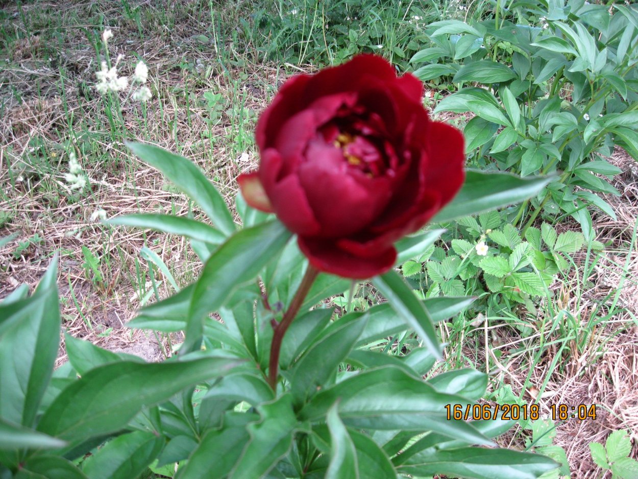 Питер Брант пион