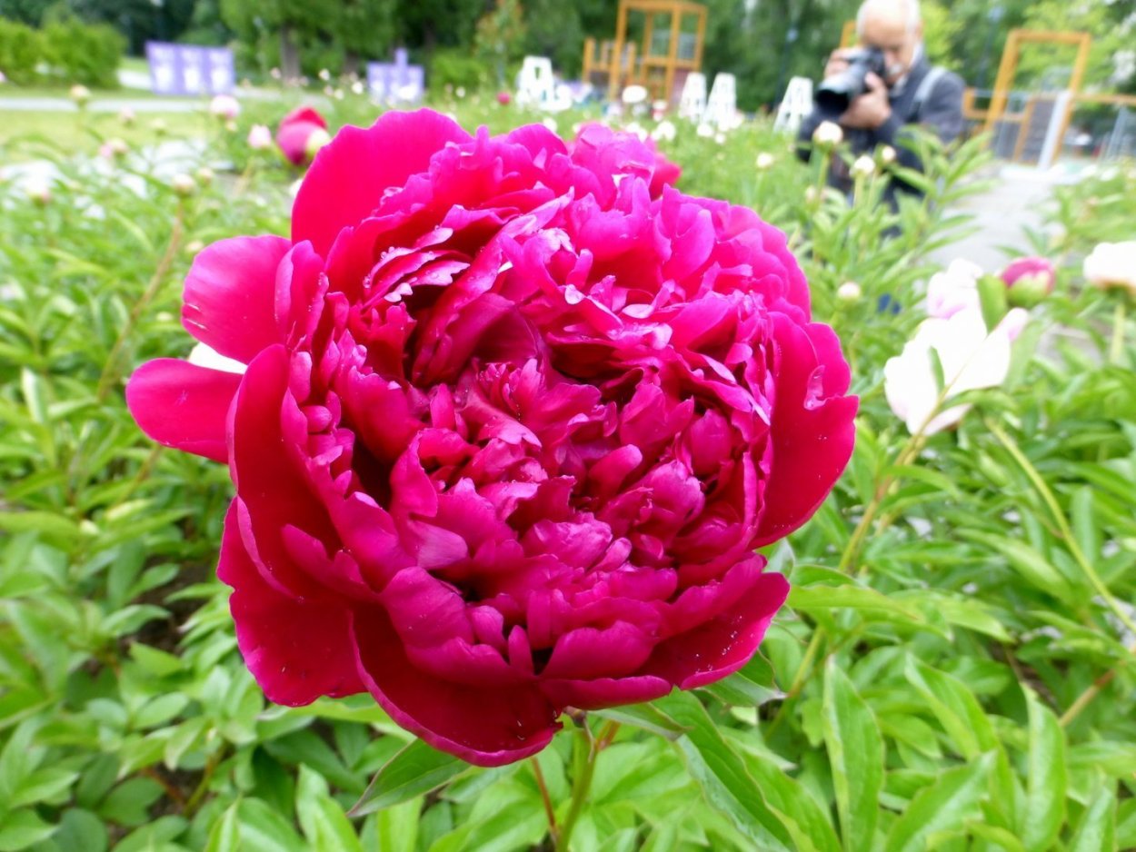 Пион пион 'Eliza Lundy'