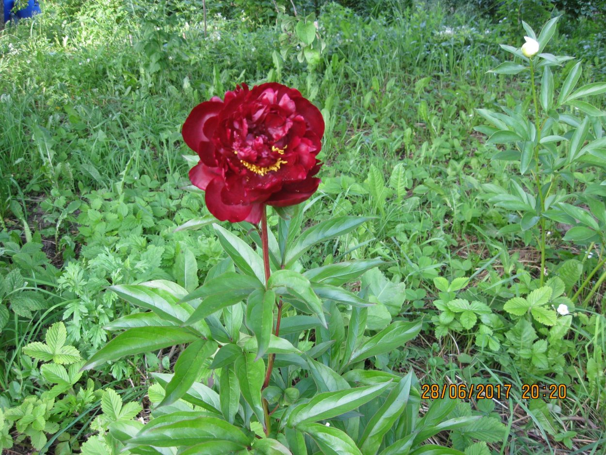 Пион молочноцветковый Adolphe Rousseau