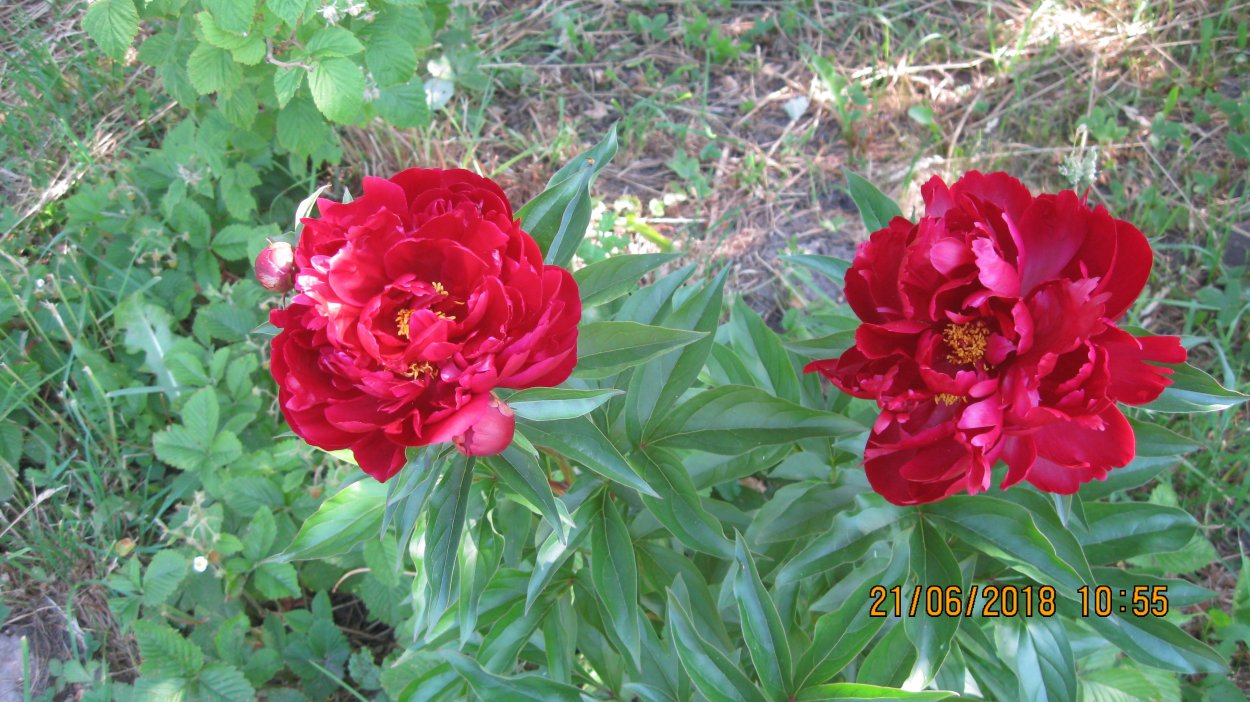 Holland Bulbs пион Питер Бранд