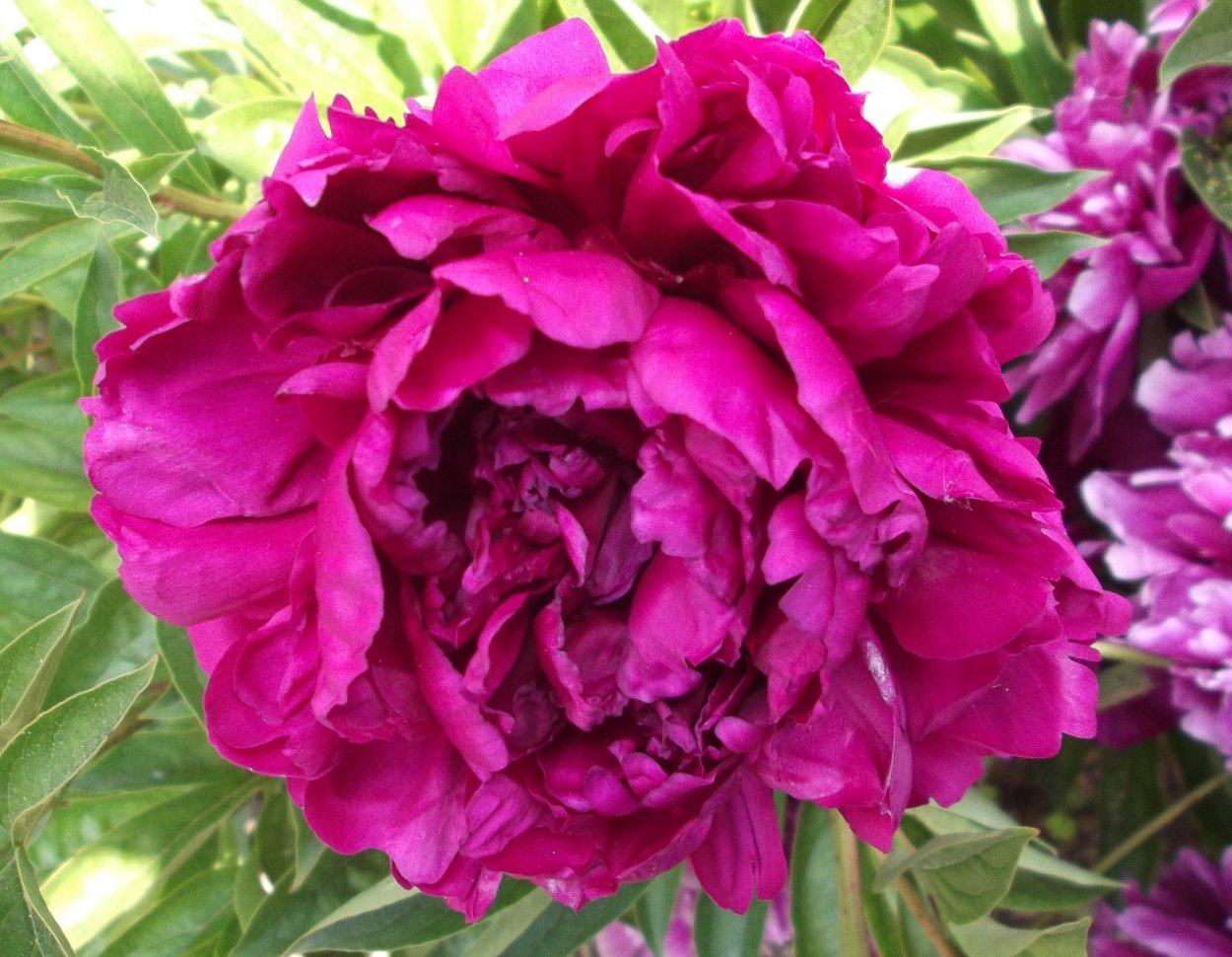 Пион Петер Бранд