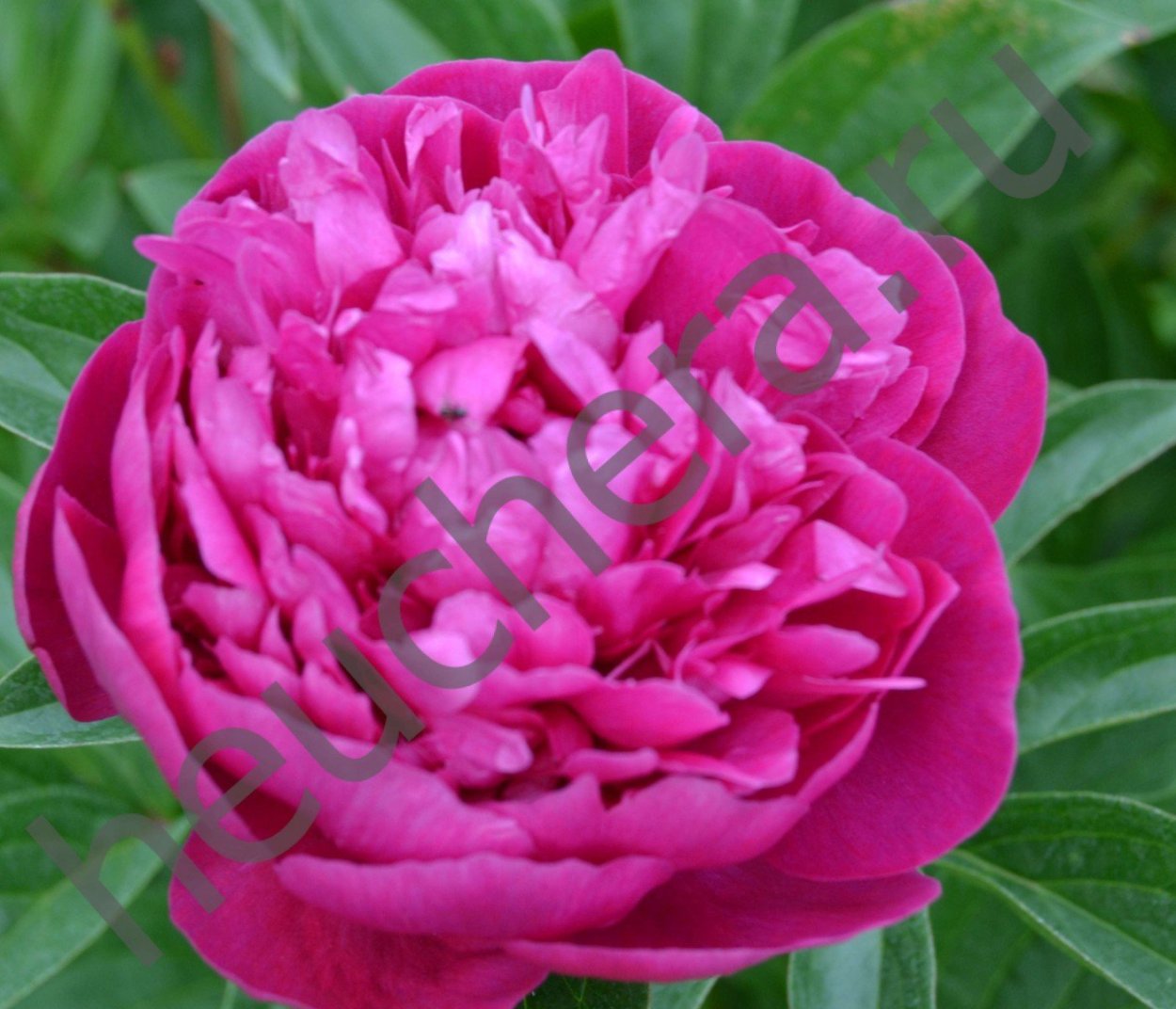 Douglas brand пион