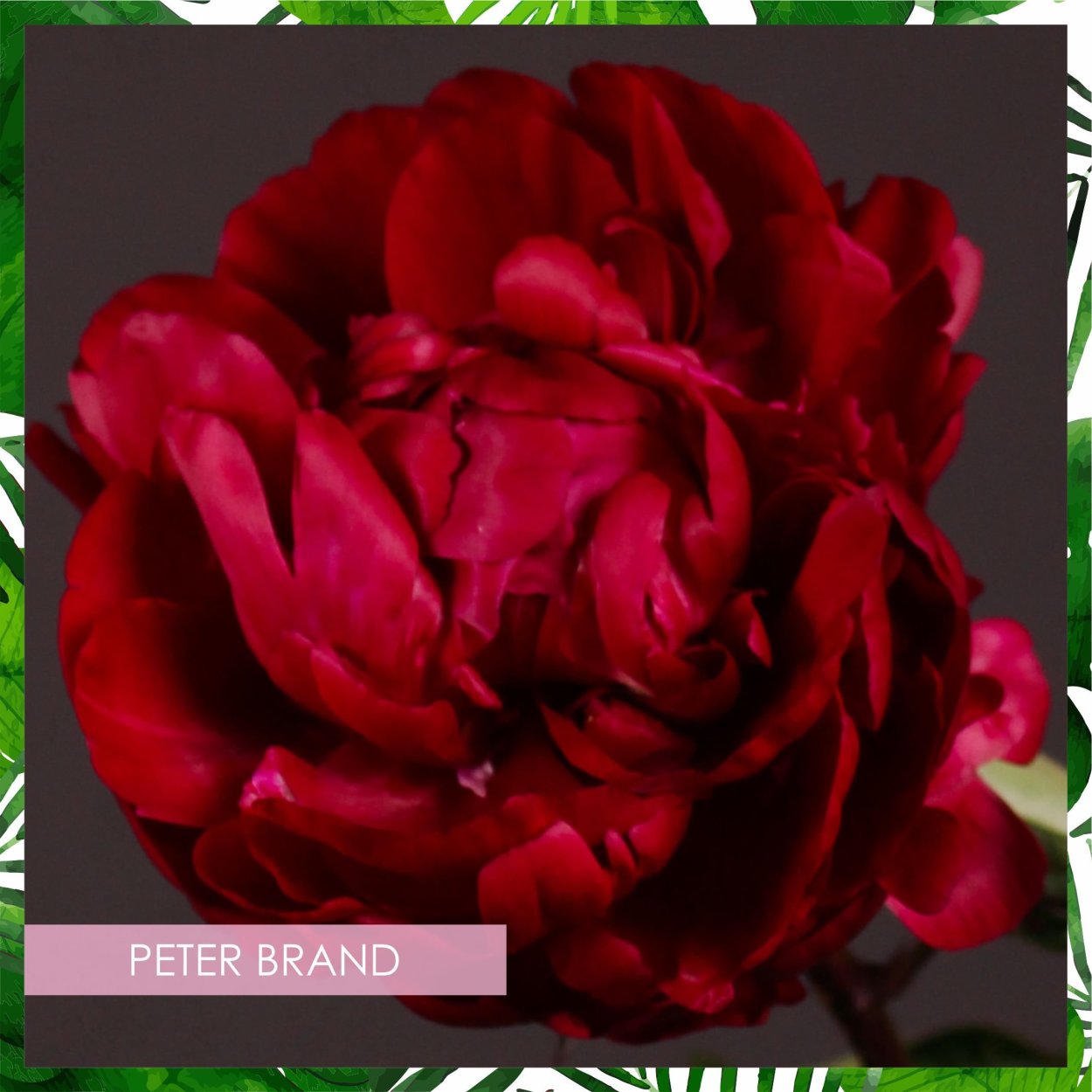 Пион травянистый Петер Бранд