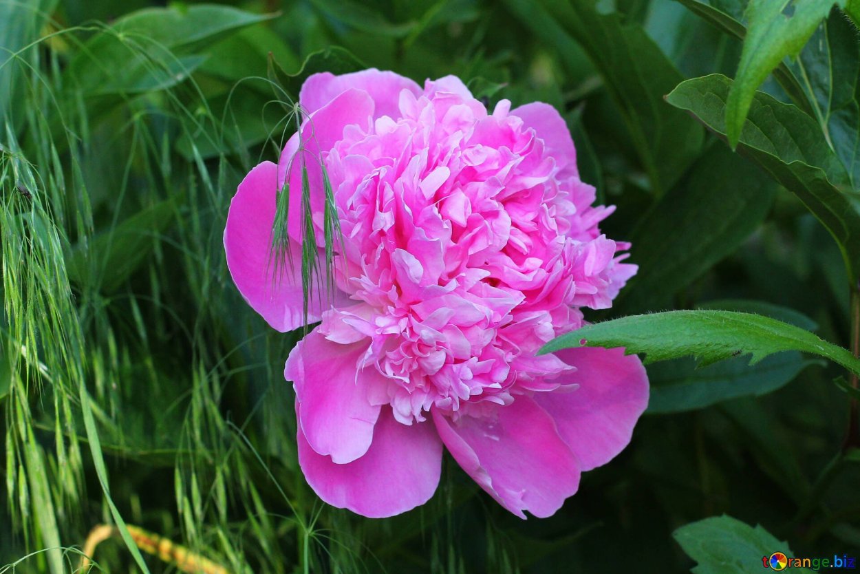 Пион молочноцветковый the Fawn