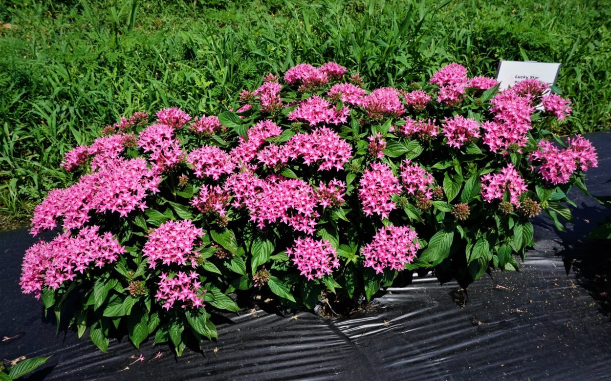 Колокольчик Кампана Lilac