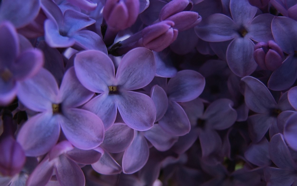 Астра Syringa Orange