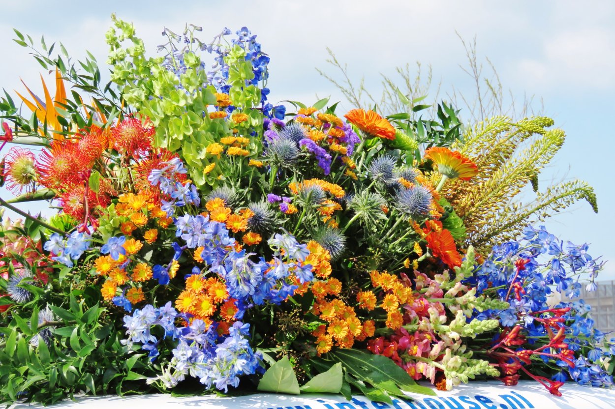 Поздние осенние полевые цветы