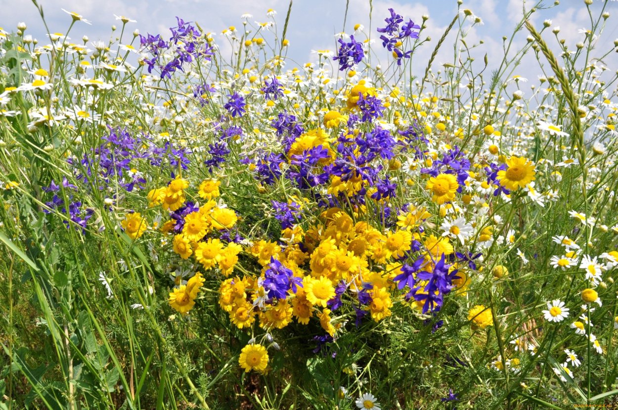 Букет луговых цветов
