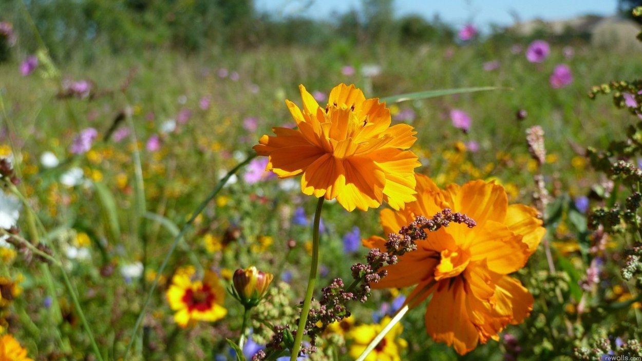 Осенние полевые цветы
