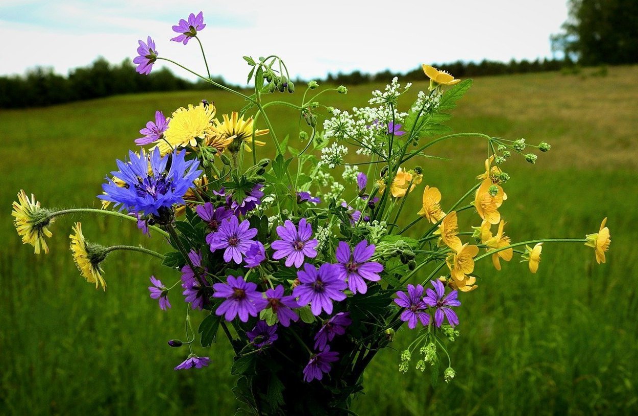 Бунин полевые цветы