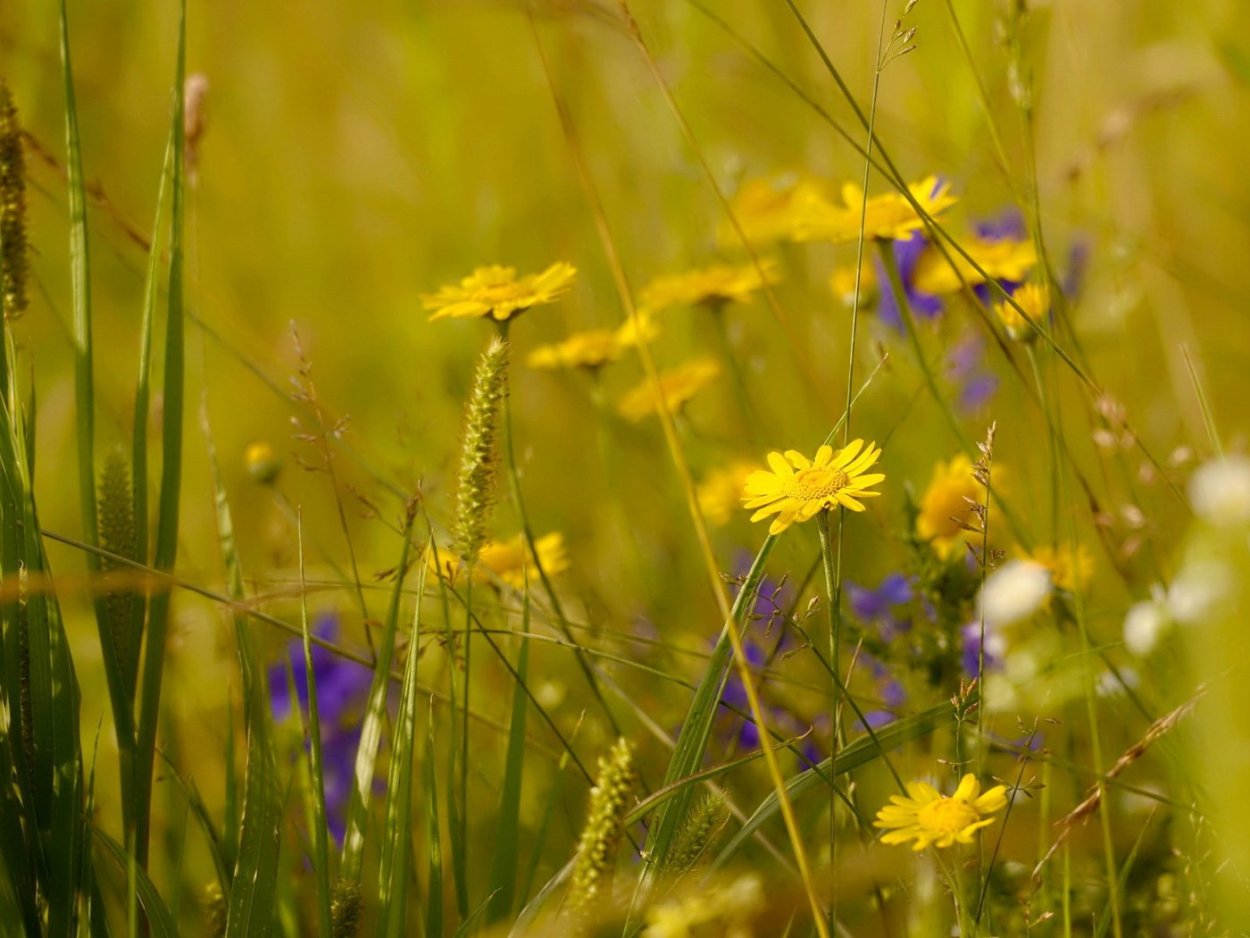 Полевые цветы на окне