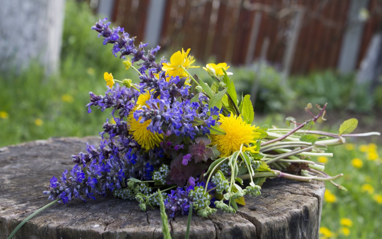 Сорванные полевые цветы