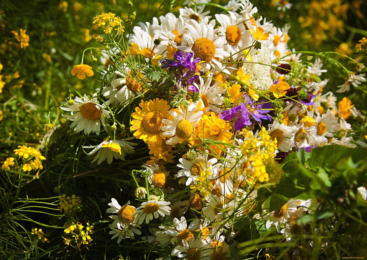 Букет полевых цветов