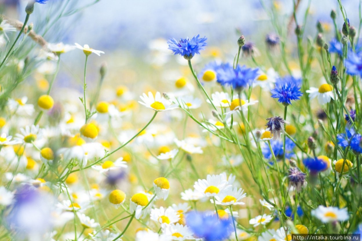 Сухостой Маковей