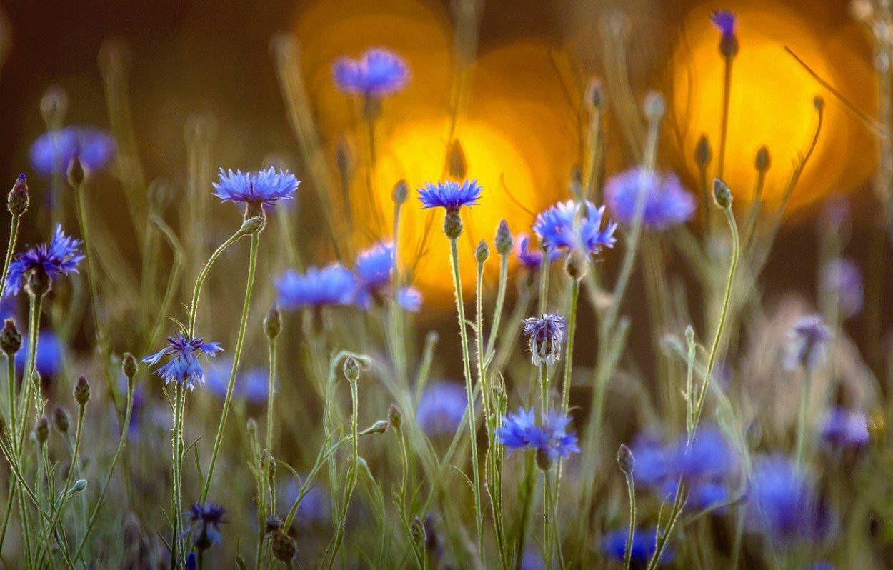 Желтые цветы медоносы полевые