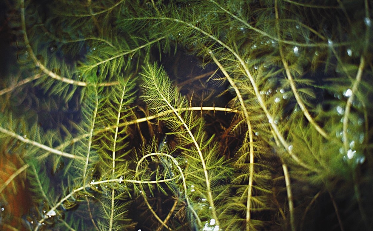 Уруть колосистая