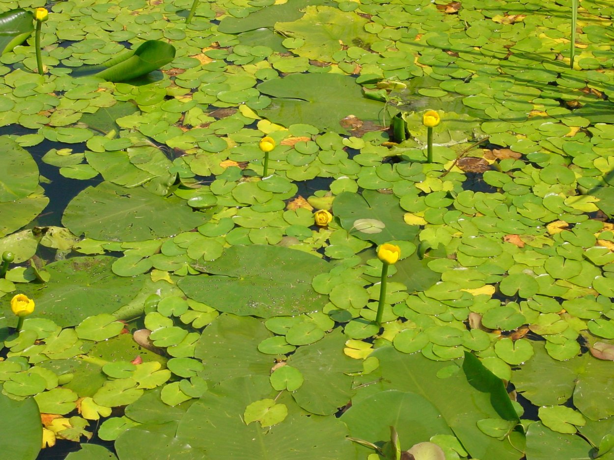 Кувшинка, кубышка, Ряска