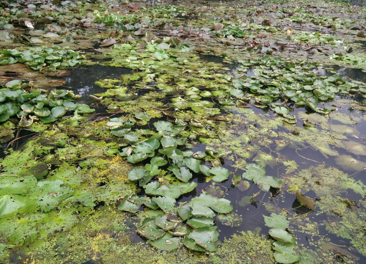 Ряска Болотная