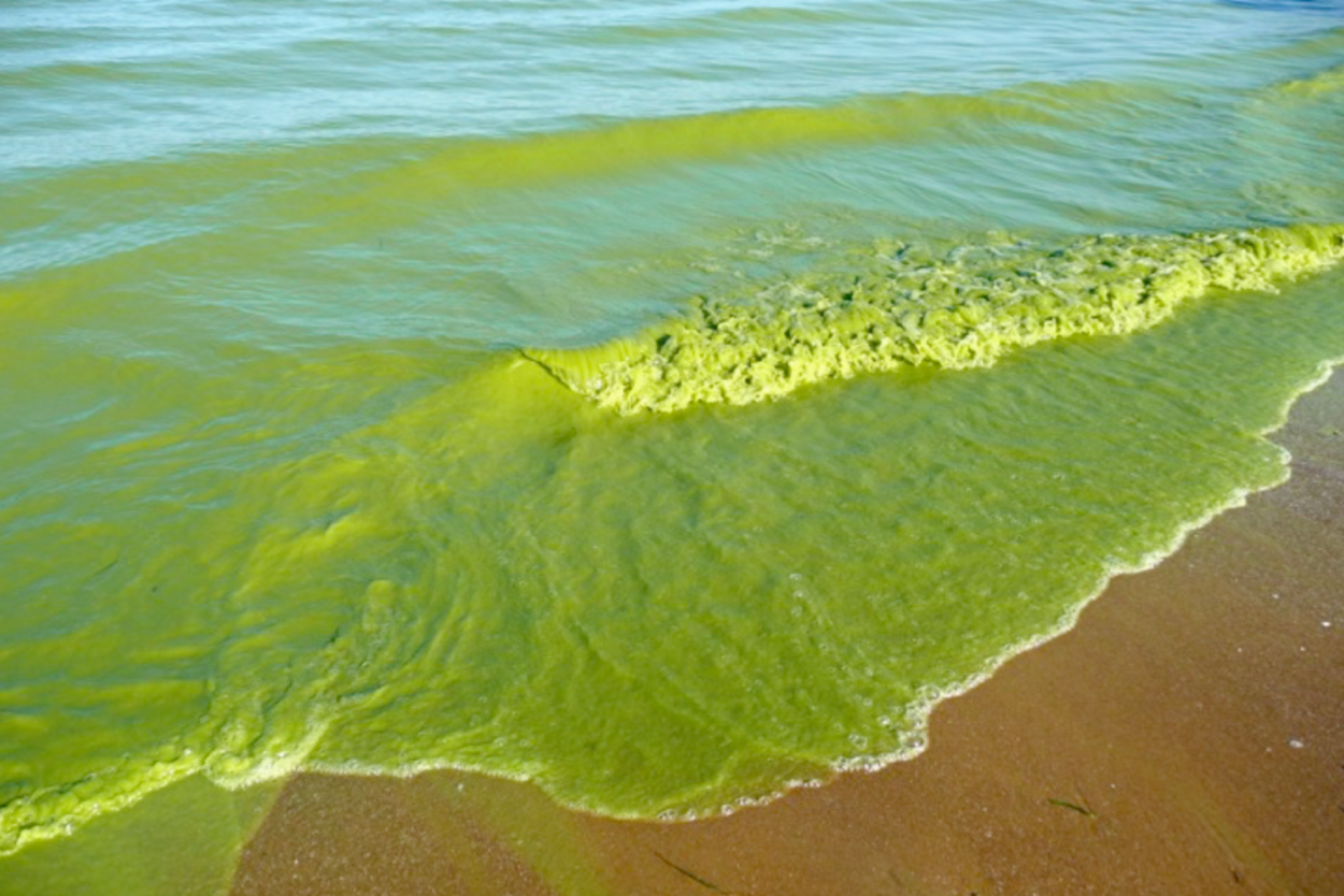 Бурые водоросли на Байкале