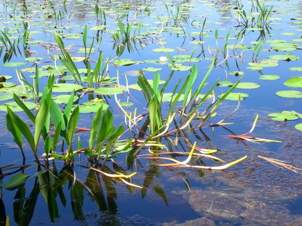 Рдест растение