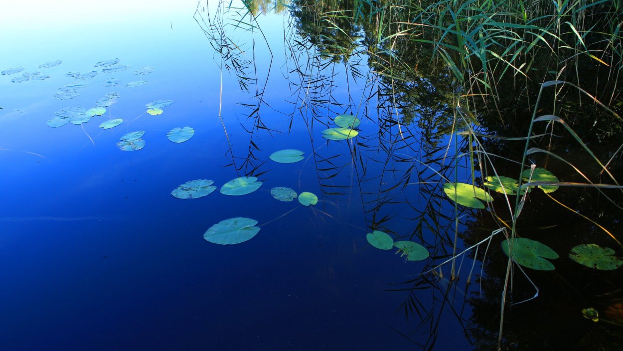 Пруд с кувшинками