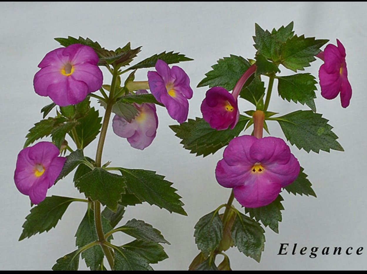 Ахименес Эсперанса